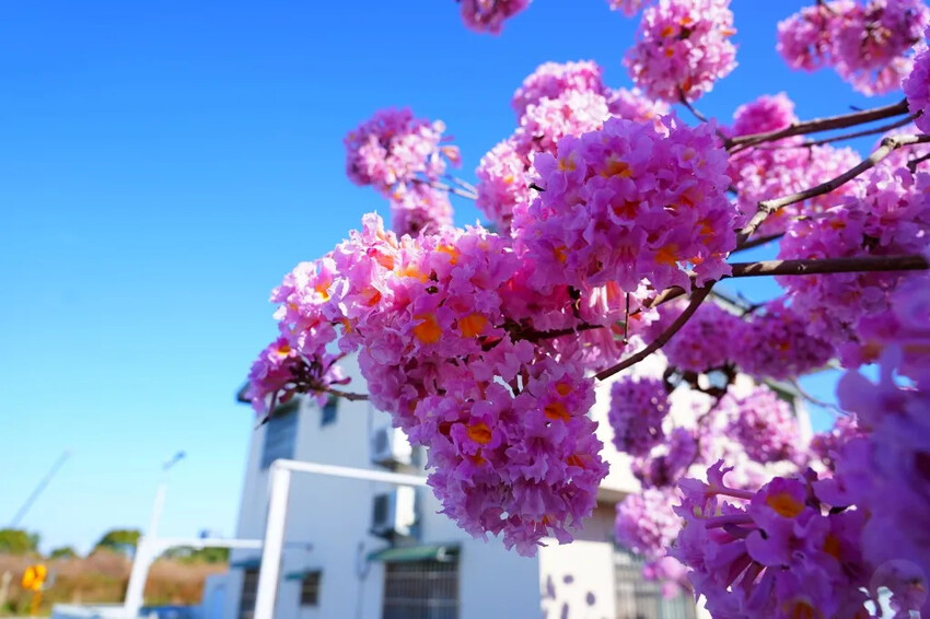 洋紅風鈴木|中台灣私房風景美點,粉紅花垂落紅磚墻,優雅登場