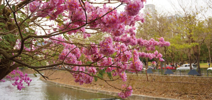 洋紅風鈴木|中台灣私房風景美點,粉紅花垂落紅磚墻,優雅登場