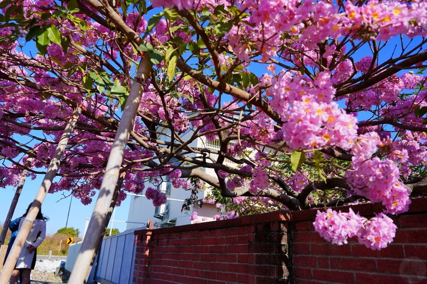 洋紅風鈴木|中台灣私房風景美點,粉紅花垂落紅磚墻,優雅登場