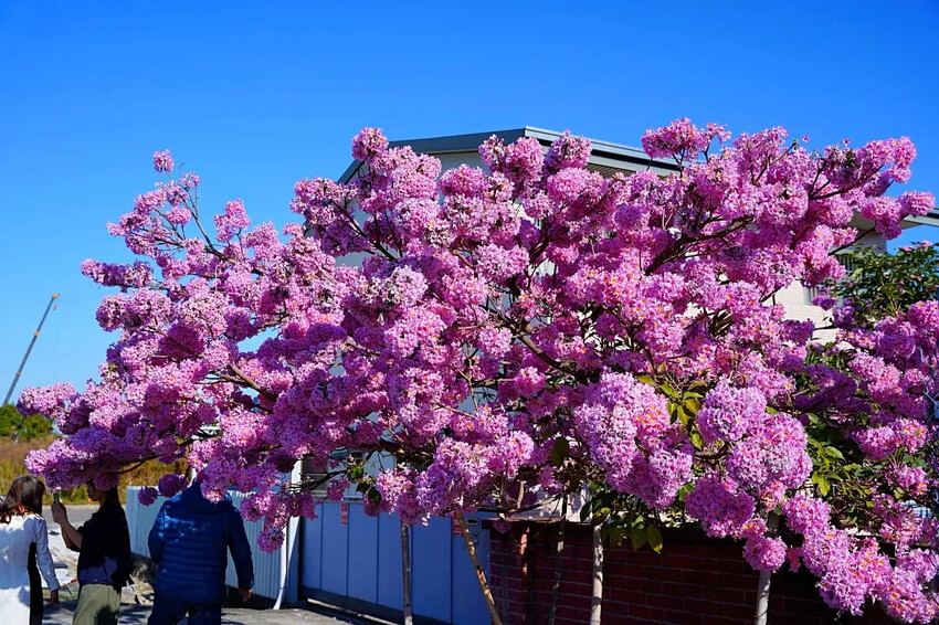 洋紅風鈴木|中台灣私房風景美點,粉紅花垂落紅磚墻,優雅登場