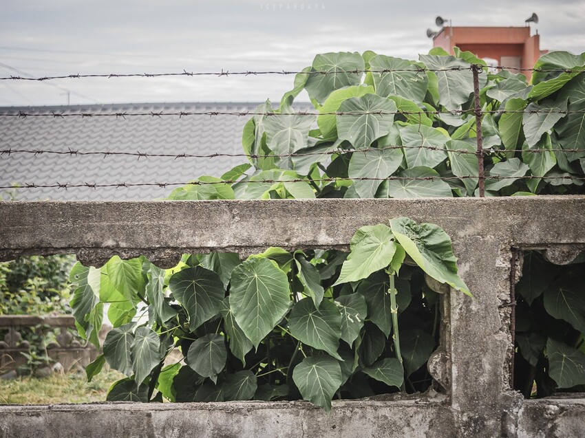 整個社區就像是戶外木雕藝術展