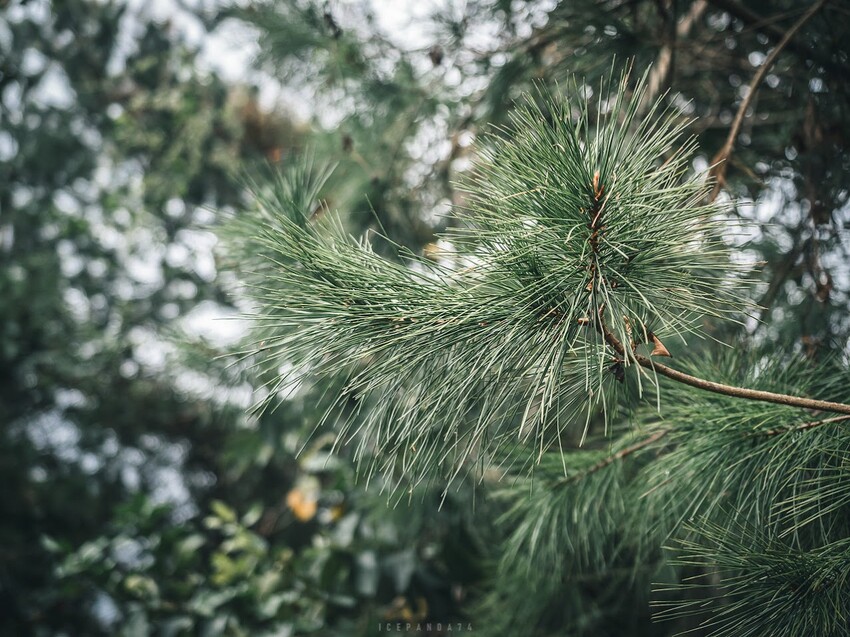 泰好玩獵人體驗營 成年試煉闖關體驗 美拍五葉松大道