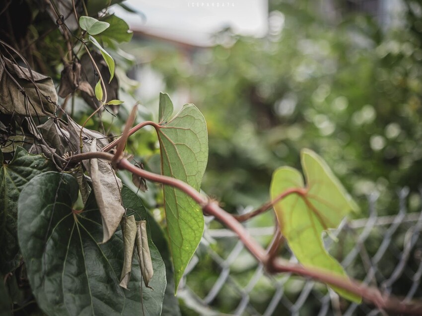 整個社區就像是戶外木雕藝術展