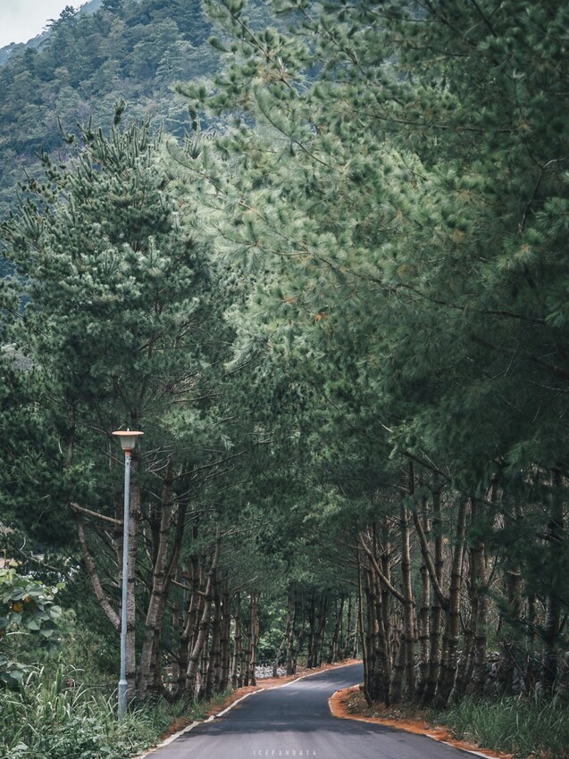 泰好玩獵人體驗營 成年試煉闖關體驗 美拍五葉松大道