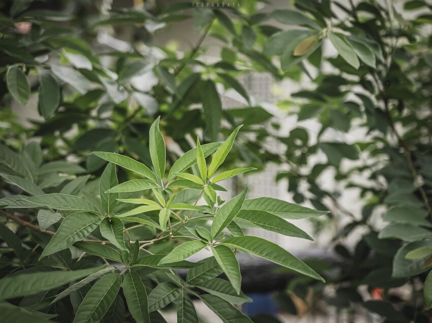 整個社區就像是戶外木雕藝術展