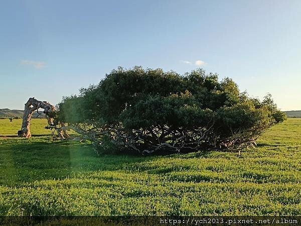 西澳旅遊／Denison港與風剪樹