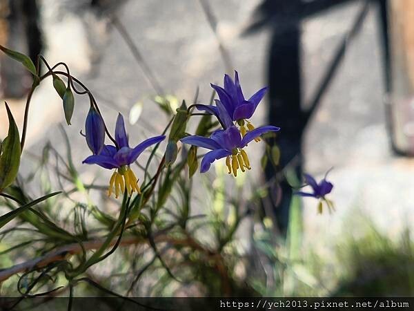西澳景點/波浪岩Wave Rock登高望遠 西澳景點/波浪岩Wave Rock登高望遠