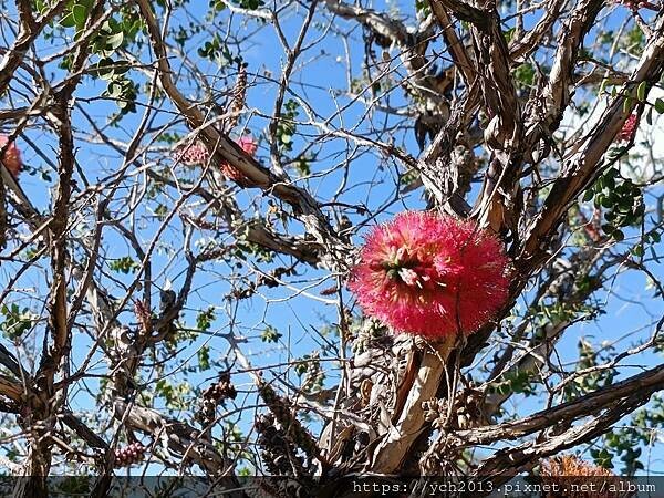 西澳景點/波浪岩Wave Rock登高望遠 西澳景點/波浪岩Wave Rock登高望遠