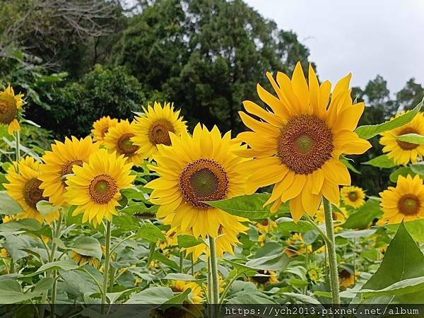 新竹五峰和平部落休閒農業園區/泰雅族