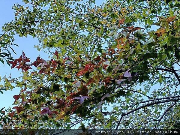 新竹五峰和平部落休閒農業園區/泰雅族