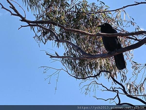 西澳景點/波浪岩Wave Rock登高望遠 西澳景點/波浪岩Wave Rock登高望遠