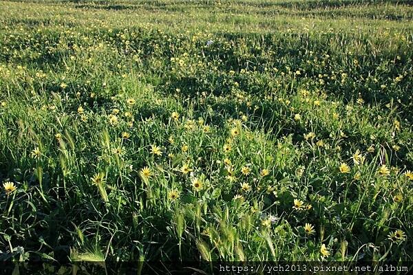 西澳旅遊／Denison港與風剪樹
