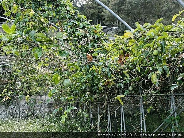 新竹五峰和平部落休閒農業園區/泰雅族