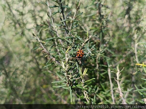 20230819河馬岩(39).jpg 20230819河馬岩(39).jpg