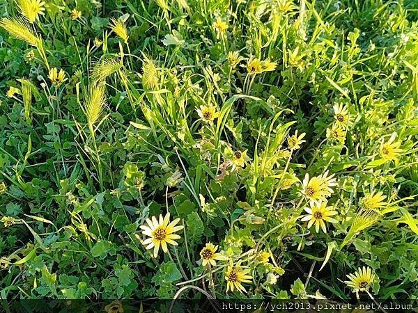 西澳旅遊／Denison港與風剪樹