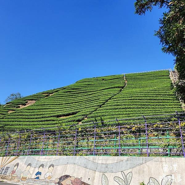【嘉義‧梅山】走路不用5分鐘就能看到絕美山景茶園-瑞里農會旁的步道茶園，0距離茶園美拍，懶人步道好美好拍