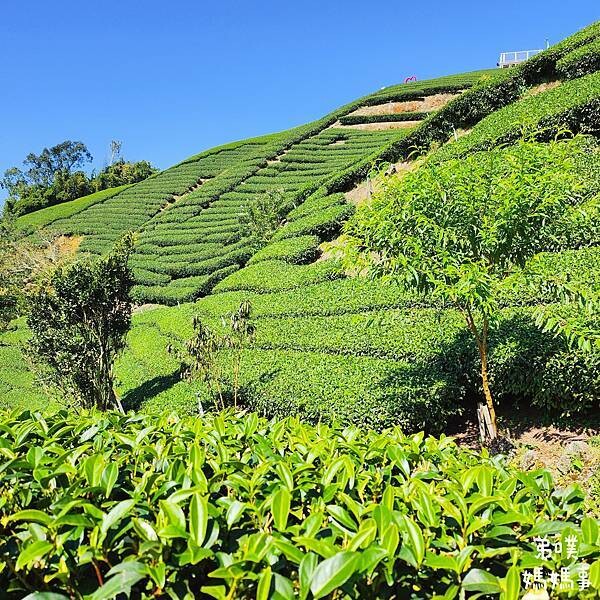 【嘉義】海鼠山1314觀景台