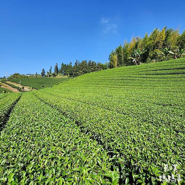 【嘉義‧梅山】走路不用5分鐘就能看到絕美山景茶園-瑞里農會旁的步道茶園，0距離茶園美拍，懶人步道好美好拍