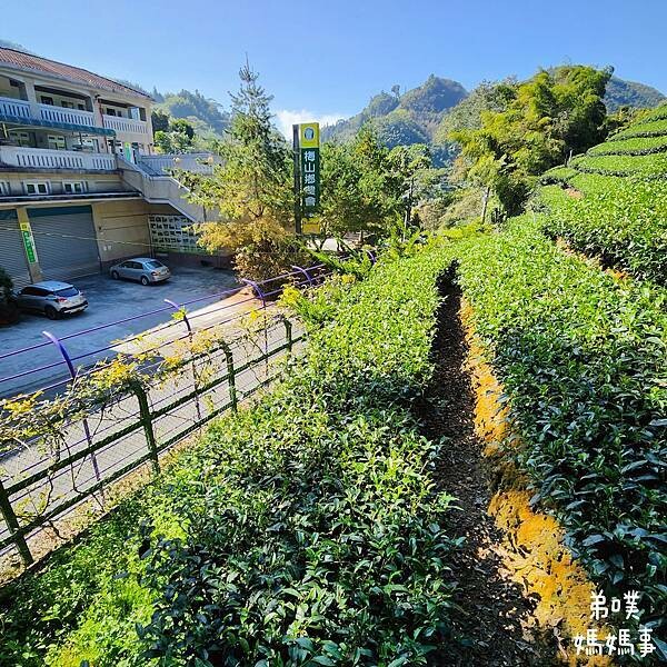 【嘉義‧梅山】走路不用5分鐘就能看到絕美山景茶園-瑞里農會旁的步道茶園，0距離茶園美拍，懶人步道好美好拍