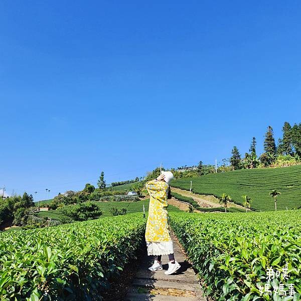 【嘉義‧梅山】走路不用5分鐘就能看到絕美山景茶園-瑞里農會旁的步道茶園，0距離茶園美拍，懶人步道好美好拍