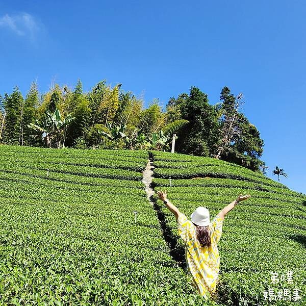 【嘉義‧梅山】走路不用5分鐘就能看到絕美山景茶園-瑞里農會旁的步道茶園，0距離茶園美拍，懶人步道好美好拍