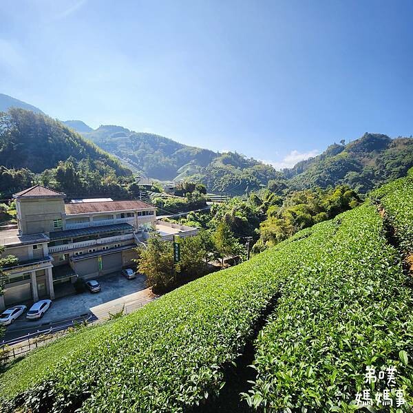 【嘉義‧梅山】走路不用5分鐘就能看到絕美山景茶園-瑞里農會旁的步道茶園，0距離茶園美拍，懶人步道好美好拍