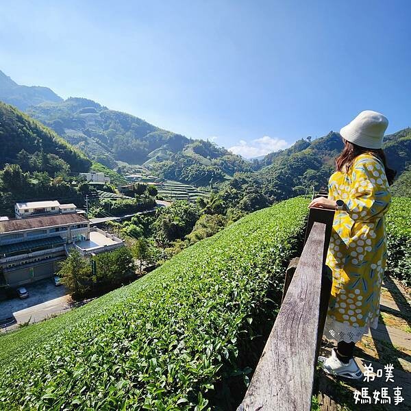 【嘉義‧梅山】走路不用5分鐘就能看到絕美山景茶園-瑞里農會旁的步道茶園，0距離茶園美拍，懶人步道好美好拍