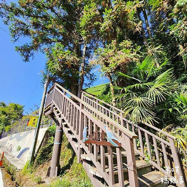 【嘉義‧梅山】走路不用5分鐘就能看到絕美山景茶園-瑞里農會旁的步道茶園，0距離茶園美拍，懶人步道好美好拍