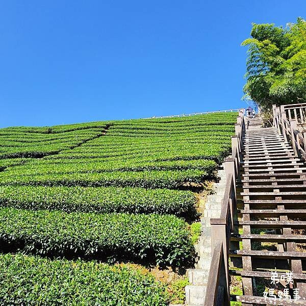 【嘉義‧梅山】走路不用5分鐘就能看到絕美山景茶園-瑞里農會旁的步道茶園，0距離茶園美拍，懶人步道好美好拍