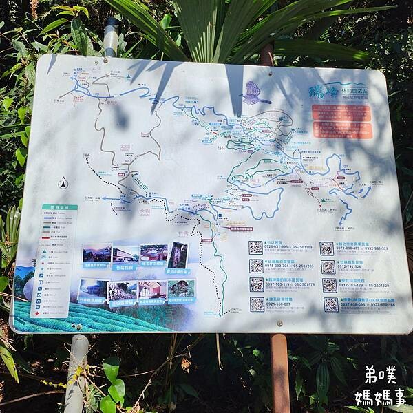 【嘉義‧梅山】走路不用5分鐘就能看到絕美山景茶園-瑞里農會旁的步道茶園，0距離茶園美拍，懶人步道好美好拍