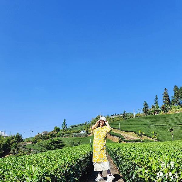 【嘉義‧梅山】走路不用5分鐘就能看到絕美山景茶園-瑞里農會旁的步道茶園，0距離茶園美拍，懶人步道好美好拍