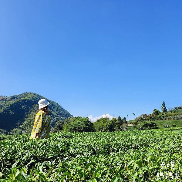 【嘉義‧梅山】走路不用5分鐘就能看到絕美山景茶園-瑞里農會旁的步道茶園，0距離茶園美拍，懶人步道好美好拍