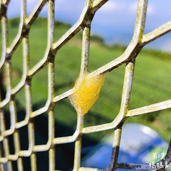 【嘉義】海鼠山1314觀景台