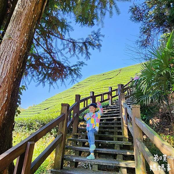 【嘉義‧梅山】走路不用5分鐘就能看到絕美山景茶園-瑞里農會旁的步道茶園，0距離茶園美拍，懶人步道好美好拍
