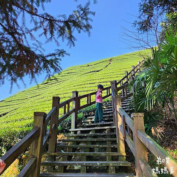 【嘉義‧梅山】走路不用5分鐘就能看到絕美山景茶園-瑞里農會旁的步道茶園，0距離茶園美拍，懶人步道好美好拍