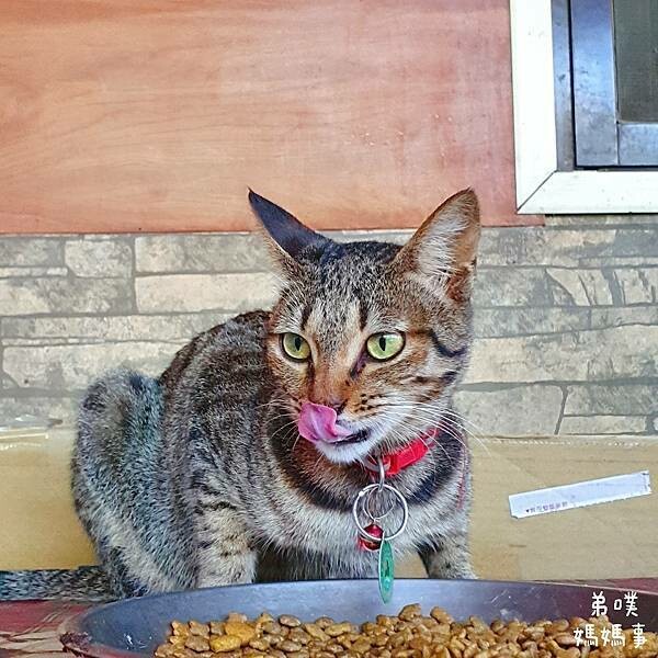 嘉義阿里山親子步道三天兩夜遊:奮起湖、石棹、二延平山步道、櫻之道、霞之道、石棹吳鳳廟、半天岩