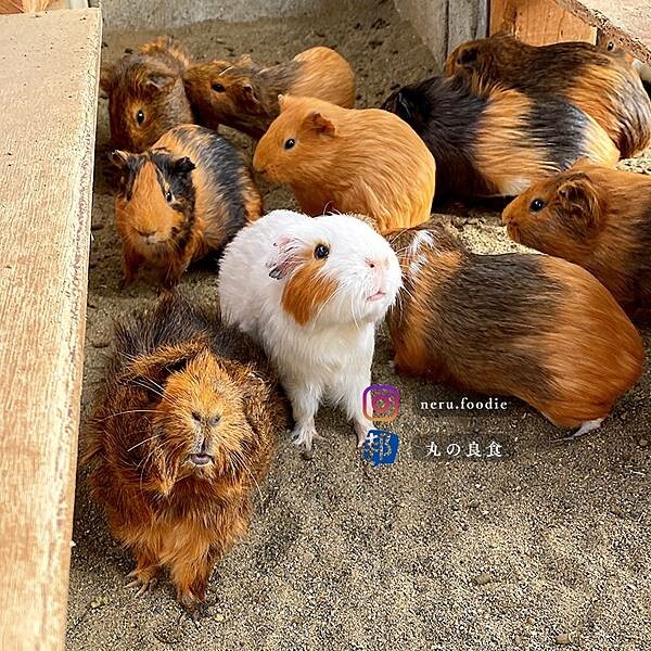 日本別府地獄｜九州別府景點推薦 @neru.foodie / 丸の良食