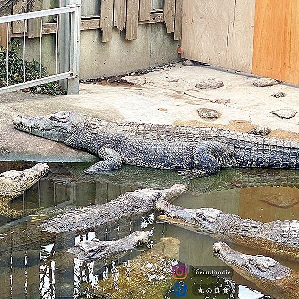 日本別府地獄｜九州別府景點推薦 @neru.foodie / 丸の良食