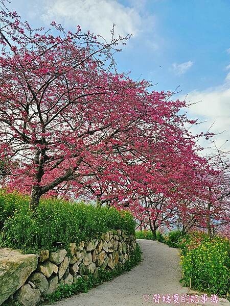 南投水里．阿本農場櫻花園 (櫻花 /油菜花)