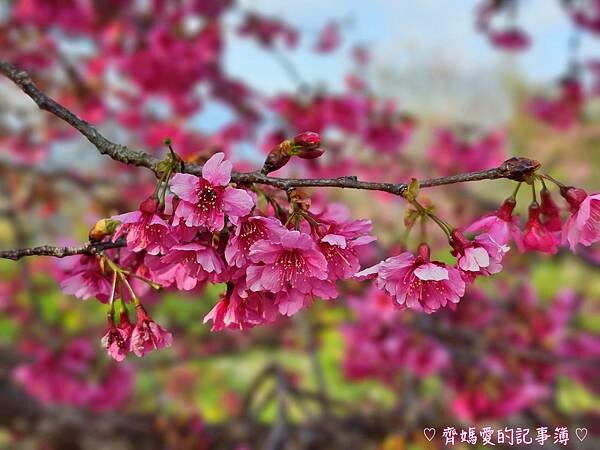 南投水里．阿本農場櫻花園 (櫻花 /油菜花)
