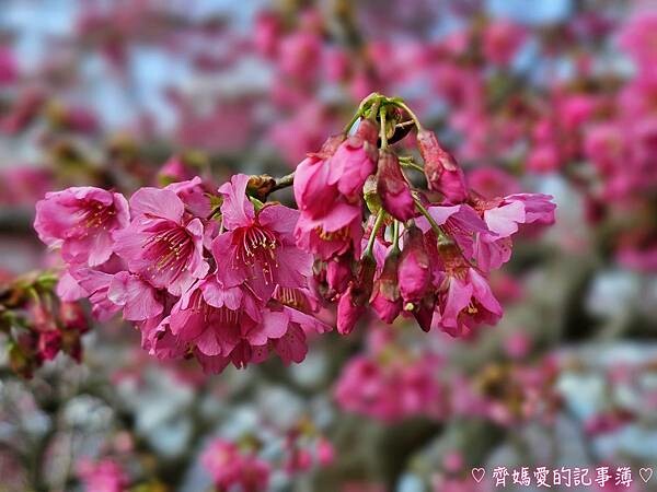 南投水里．阿本農場櫻花園 (櫻花 /油菜花)