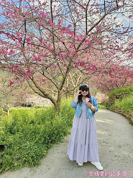 南投水里．阿本農場櫻花園 (櫻花 /油菜花)