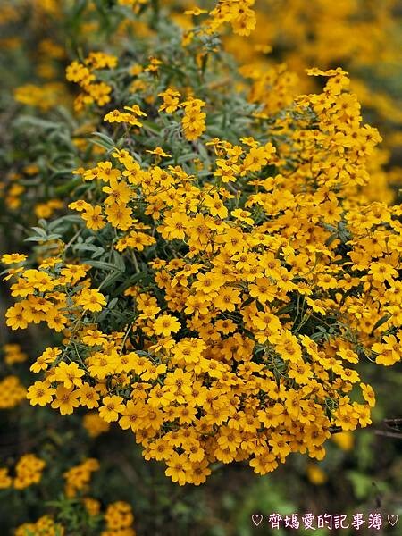 台中新社.桃李河畔景觀餐廳 (白雪木 / 黃金楓 / 萬壽菊 台中新社.桃李河畔景觀餐廳 (白雪木 / 黃金楓 / 萬壽菊