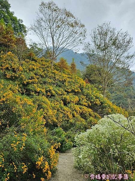 台中新社.桃李河畔景觀餐廳 (白雪木 / 黃金楓 / 萬壽菊 台中新社.桃李河畔景觀餐廳 (白雪木 / 黃金楓 / 萬壽菊