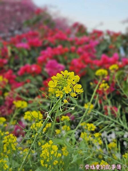 南投水里．阿本農場櫻花園 (櫻花 /油菜花)