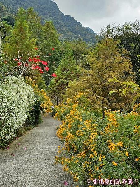 台中新社.桃李河畔景觀餐廳 (白雪木 / 黃金楓 / 萬壽菊 台中新社.桃李河畔景觀餐廳 (白雪木 / 黃金楓 / 萬壽菊