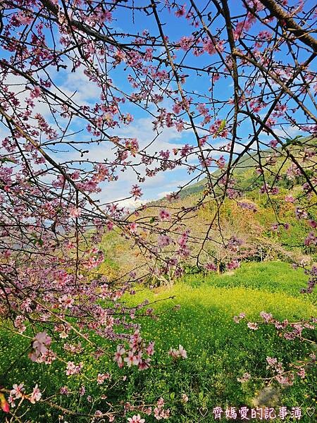 南投水里．阿本農場櫻花園 (櫻花 /油菜花)
