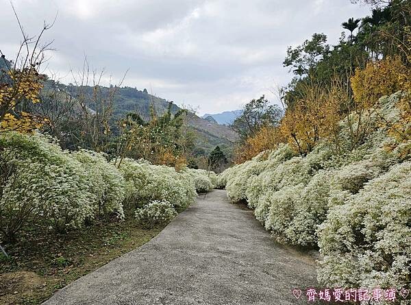 台中新社.桃李河畔景觀餐廳 (白雪木 / 黃金楓 / 萬壽菊 台中新社.桃李河畔景觀餐廳 (白雪木 / 黃金楓 / 萬壽菊
