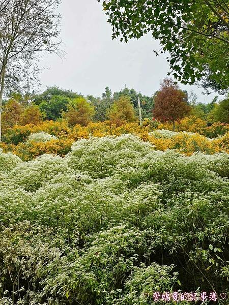台中新社.桃李河畔景觀餐廳 (白雪木 / 黃金楓 / 萬壽菊 台中新社.桃李河畔景觀餐廳 (白雪木 / 黃金楓 / 萬壽菊