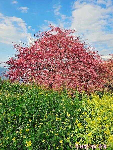 南投水里．阿本農場櫻花園 (櫻花 /油菜花)